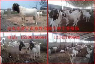 選購優(yōu)質(zhì)種羊，助力畜牧業(yè)發(fā)展——山東畜牧局種羊場銷售服務介紹