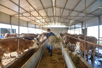 宿松先鋒網 畜牧漁業飼料銷售的發展現狀與未來趨勢