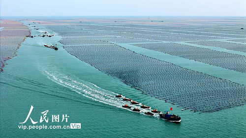 耕耘蔚藍(lán) 山東榮成畜牧漁業(yè)飼料銷(xiāo)售的海洋牧歌