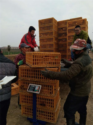 鹽城射陽(yáng)臨海鎮(zhèn)八大家居委會(huì) 雞窩里飛出“金鳳凰”，畜牧漁業(yè)飼料銷(xiāo)售成富民新引擎